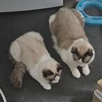 matt._.nyang 프로필 사진