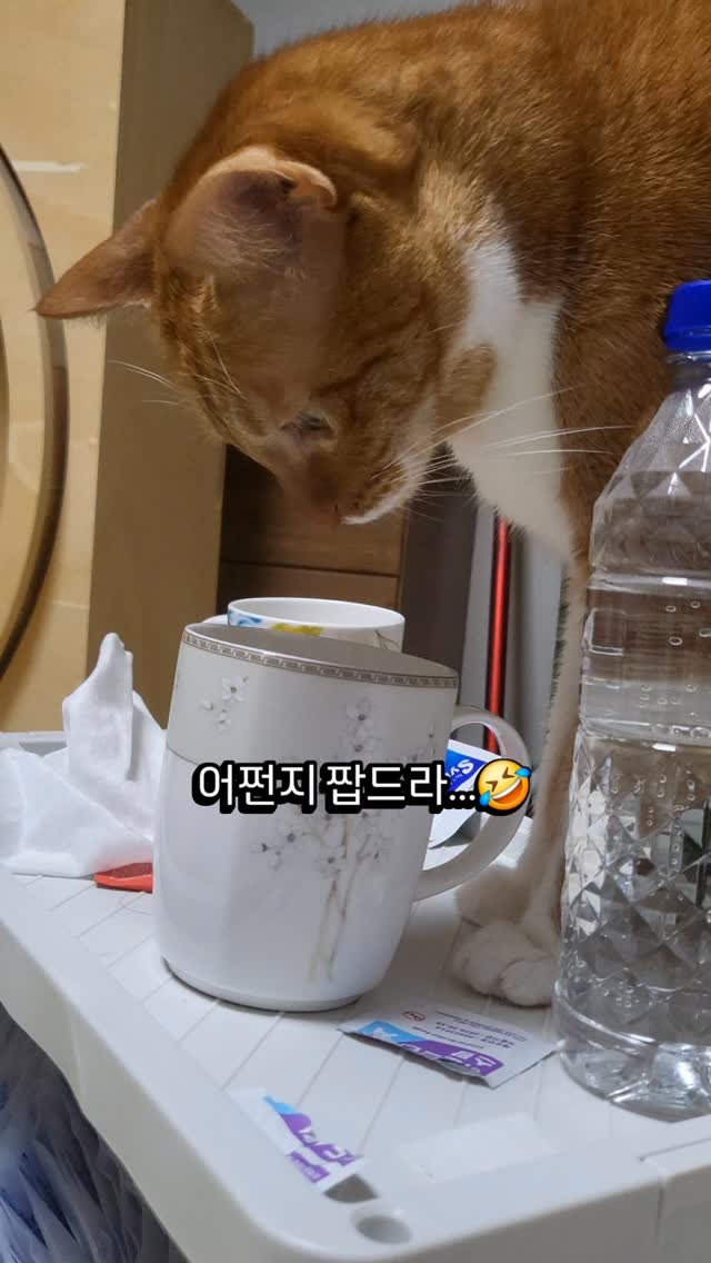 hong_cat_gold 게시물 이미지: #물이짠이유 #찍먹 #오리씨 
물을 꼭 찍어먹어야 하는 오리 
#냥스타그램 #cat