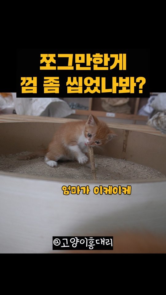 hong_cat_gold 게시물 이미지: #치즈갱스터 #오리씨 장꾸미 🐱 낭낭한 둘째 오리는 호기심이 많아요! 항상...