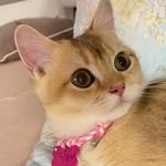 dambo230405 프로필 사진