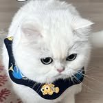 jenny___hinaa 프로필 사진