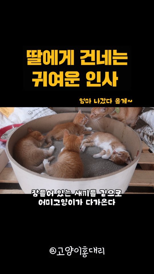 hong_cat_gold 게시물 이미지: #치즈갱스터 엄마(깐돌이)가 바깥 마실가기전에 하는 행동. 애들 잘 자고 있나~...