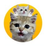 to_osil 프로필 사진