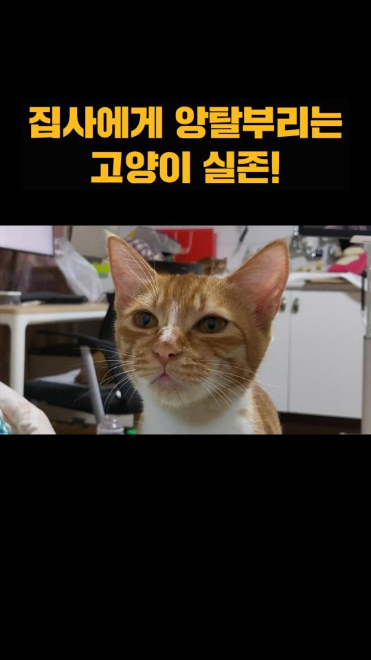 hong_cat_gold 게시물 이미지: #돌삼이 공던져달라옹😼앙탈고양이 실존! 근데 이름이...