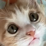 dubu0724 프로필 사진