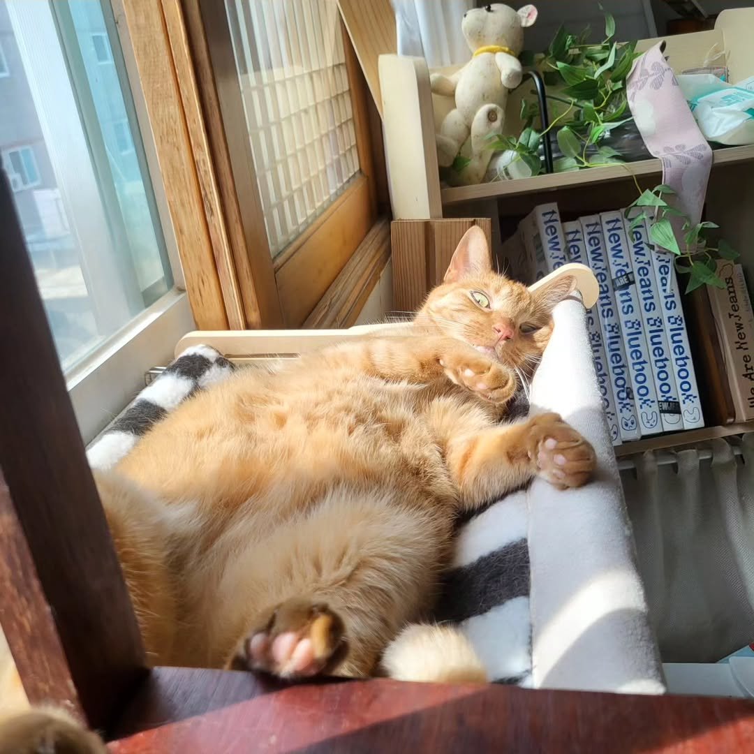 Photo by 고양이홍대리 Youtuber | 수제 고양이장난감 사장 on July 19, 2025.