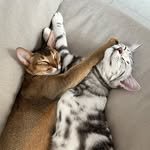 bambi.miho 프로필 사진