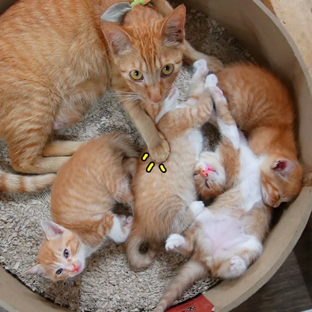 hong_cat_gold 게시물 이미지: #깐돌이 
우리집에 몰래...아니..대놓고 사는 고양이 가좍 😂 일기 연재중...