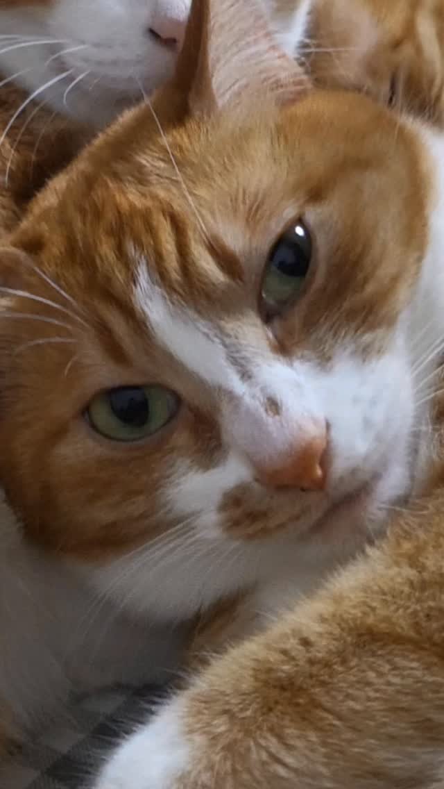 hong_cat_gold 게시물 이미지: 당신의 눈앞에 고양이 몇마리일까? 
#냥스타그램 #kitten #고양이 #치즈갱스터 #캣스타그램