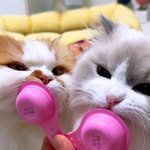 kong.ari_ 프로필 사진