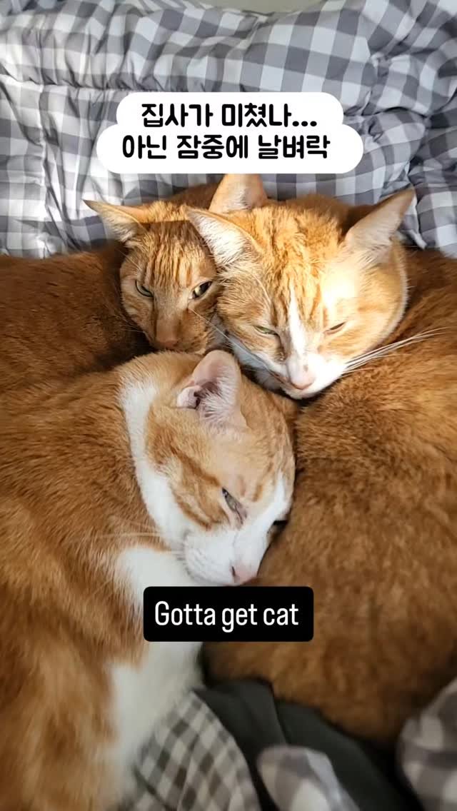 hong_cat_gold 게시물 이미지: 갓어캣캣 #cat 언니 캡컷 유료결제함