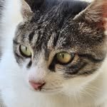 cat_gajii 프로필 사진