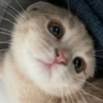 po_ddo_ 프로필 사진