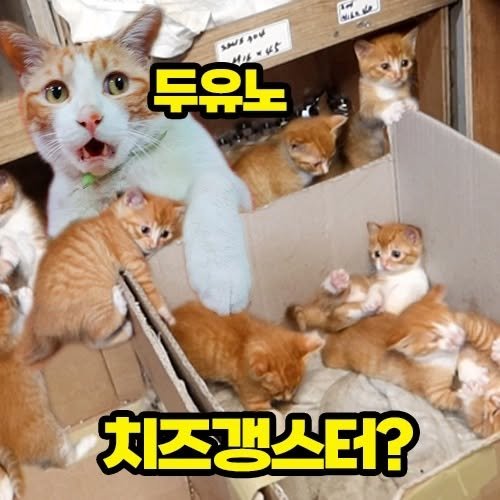 hong_cat_gold 게시물 이미지: #치즈갱스터 소개 🔥 나름 유툽에선 잘나가는 우리 치즈들 소개를 만들어봤어요!...