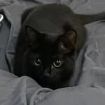 cutecat_kkami 프로필 사진