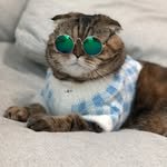 sangmakong_cats 프로필 사진