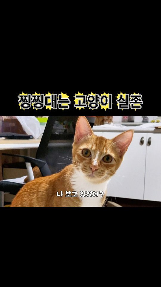 hong_cat_gold 게시물 이미지: #돌삼이 좋고싫음이 분명한 우리집 셋째 
#고양이 #kitten