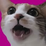 cat_jjoy_ 프로필 사진