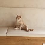 cafecathodu 프로필 사진