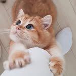 nahooon 프로필 사진