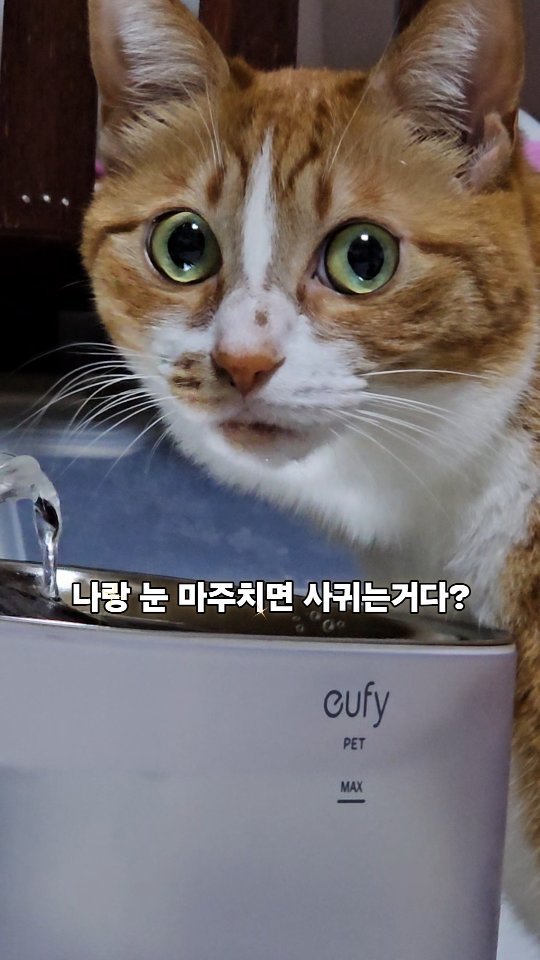 hong_cat_gold 게시물 이미지: #우리오늘부터1일 자기야 눈 마주친거 알아 ❤️ 
댓글 안달고가면 나 속상해...