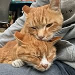 cats_in_greendoor 프로필 사진