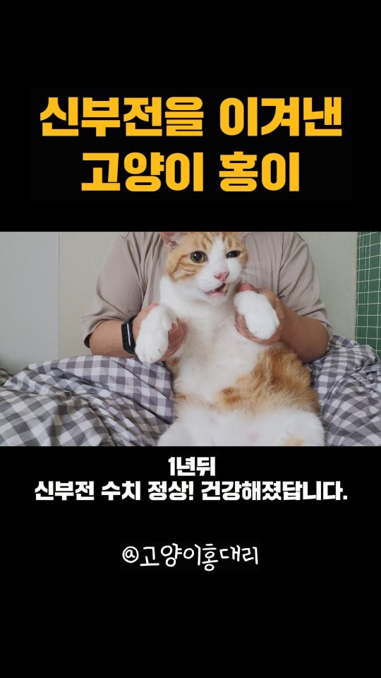 hong_cat_gold 게시물 이미지: #고양이신부전 급성신부전 1년뒤, 홍이는 건강검진결과 정상수치 ❤️ 진단을...