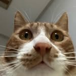 bbibbi_owo 프로필 사진