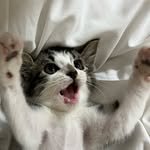 siru.co.kr 프로필 사진