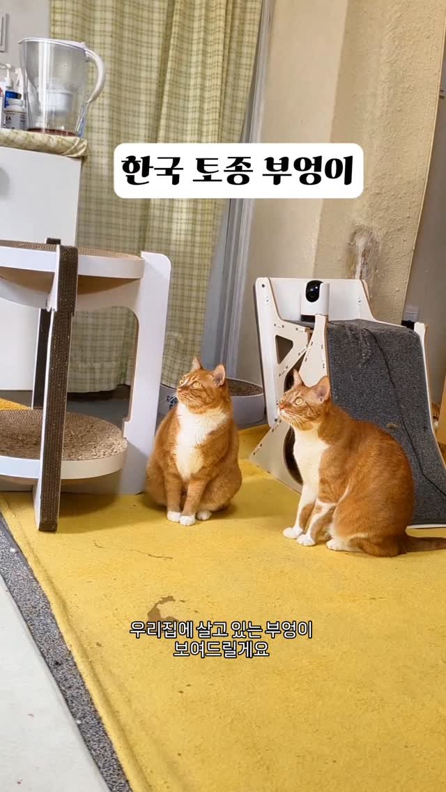 hong_cat_gold 게시물 이미지: 한국토종부엉이 #돌삼이 앙큼앙탈 고양이 
성격은 지랄맞아요^^... 
#냥스타그램
#cat