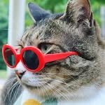 seoulforest_cat 프로필 사진