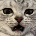 yu_siru_ 프로필 사진