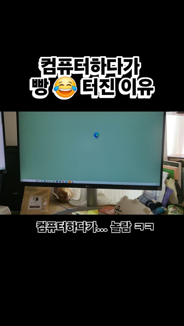 hong_cat_gold 게시물 이미지: #오리씨 일하다가 갑자기 고양이 발견하고 빵터짐 ㅋㅋㅋㅋ 아유 귀여워...