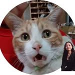 hong_cat_gold 인스타그램 프로필 사진