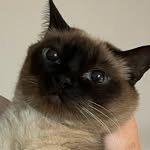 __bamiya_ 프로필 사진