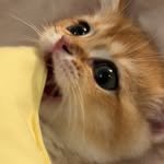 haku_hakkku 프로필 사진