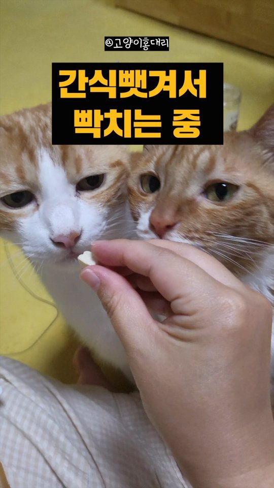 hong_cat_gold 게시물 이미지: #불효 #오리씨 홍이삼촌 수액맞을때 옆에서 간식 뺏어먹는다 😇.. 홍이도 양보하다가...