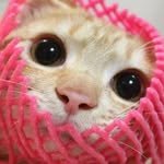 _cat_nyang2 프로필 사진