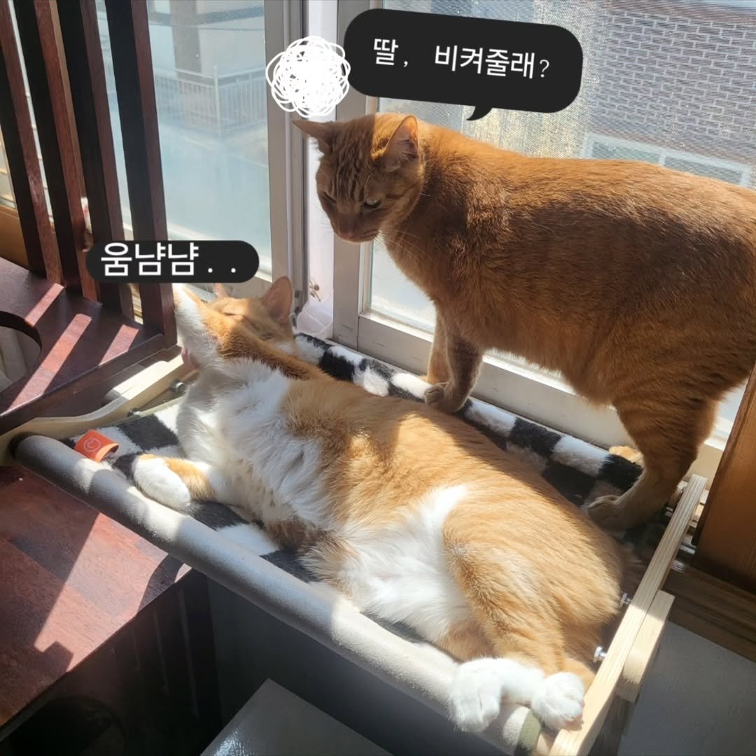 Photo by 고양이홍대리 Youtuber | 수제 고양이장난감 사장 on July 22, 2025. May be an image of Abyssinian cat and kitten.