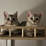 najandsimba 프로필 사진