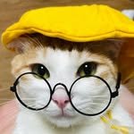 cat_namu_ 프로필 사진