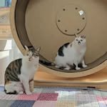 siru_anggeum 프로필 사진