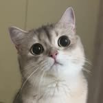 iruda_c 프로필 사진