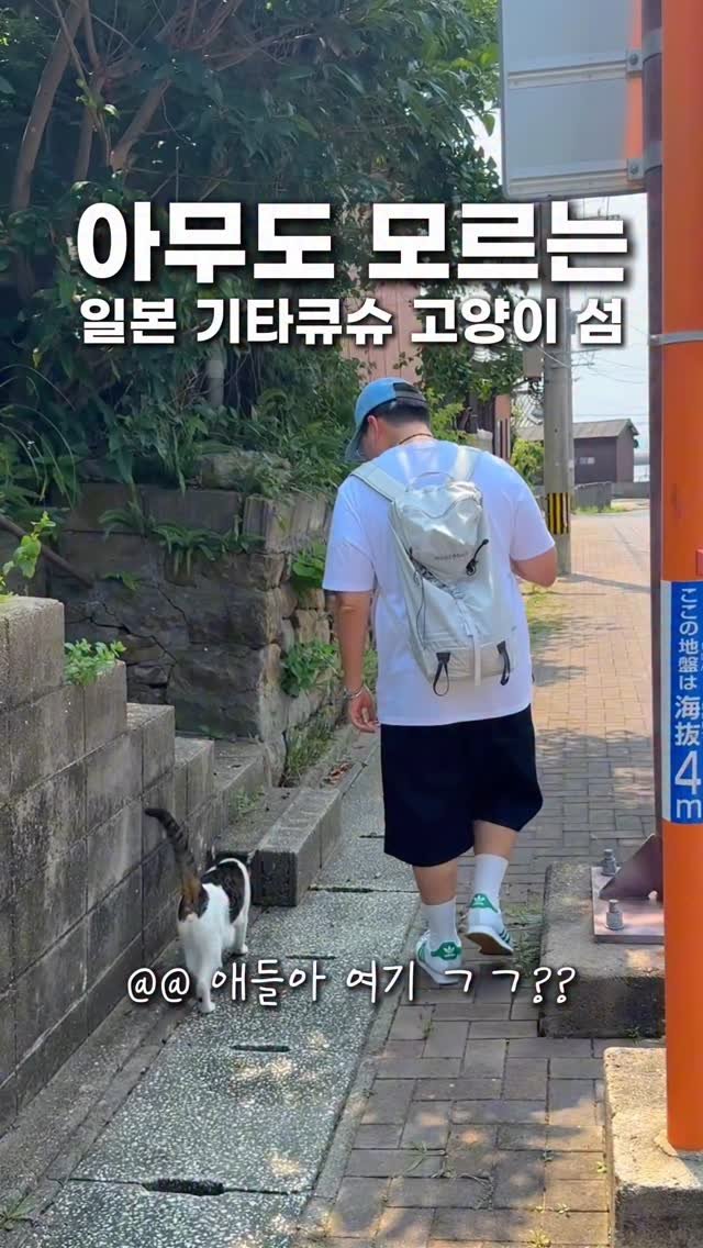 hongdadak 게시물 이미지: 아무도 모르는 일본 기타큐슈 고양이섬🐈 *제작지원*
여러분 제가 기타큐슈 여행을...