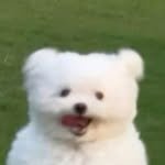 hongjoyful 인스타그램 프로필 사진