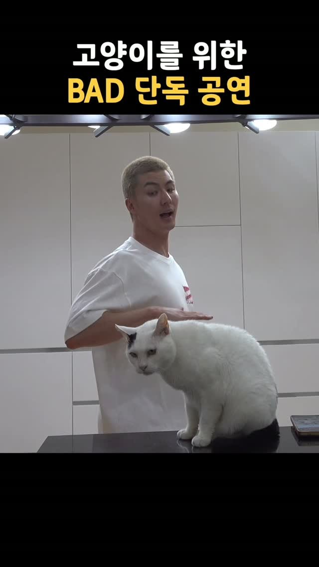 horseking123 게시물 이미지: 모르는 척 종결

#말왕 #고양이 #냥스타