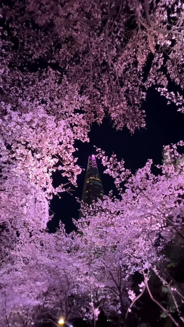 hot_chu 게시물 이미지: [공유] 잠실 벚꽃 축제 일정 드디어 떴습니다 🌸

1천여 그루의 벚꽃나무와 호수가...