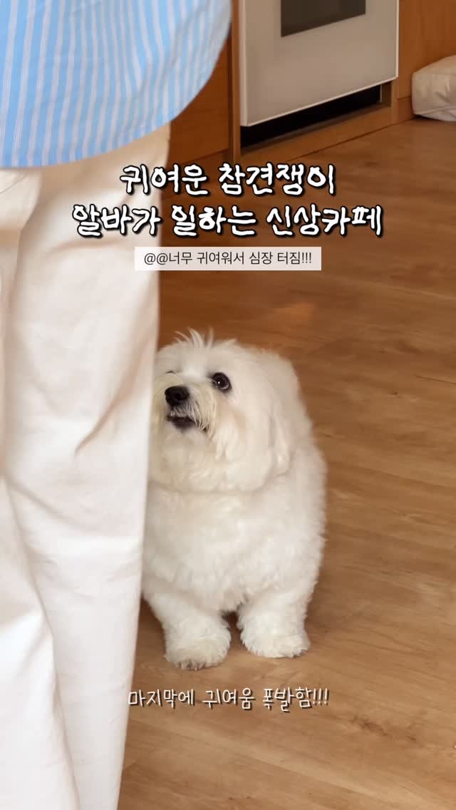 hot_chu 게시물 이미지: 심장이 아파요…귀.여.워.서...🐶

세상 귀여움 한도 초과 알바생이...