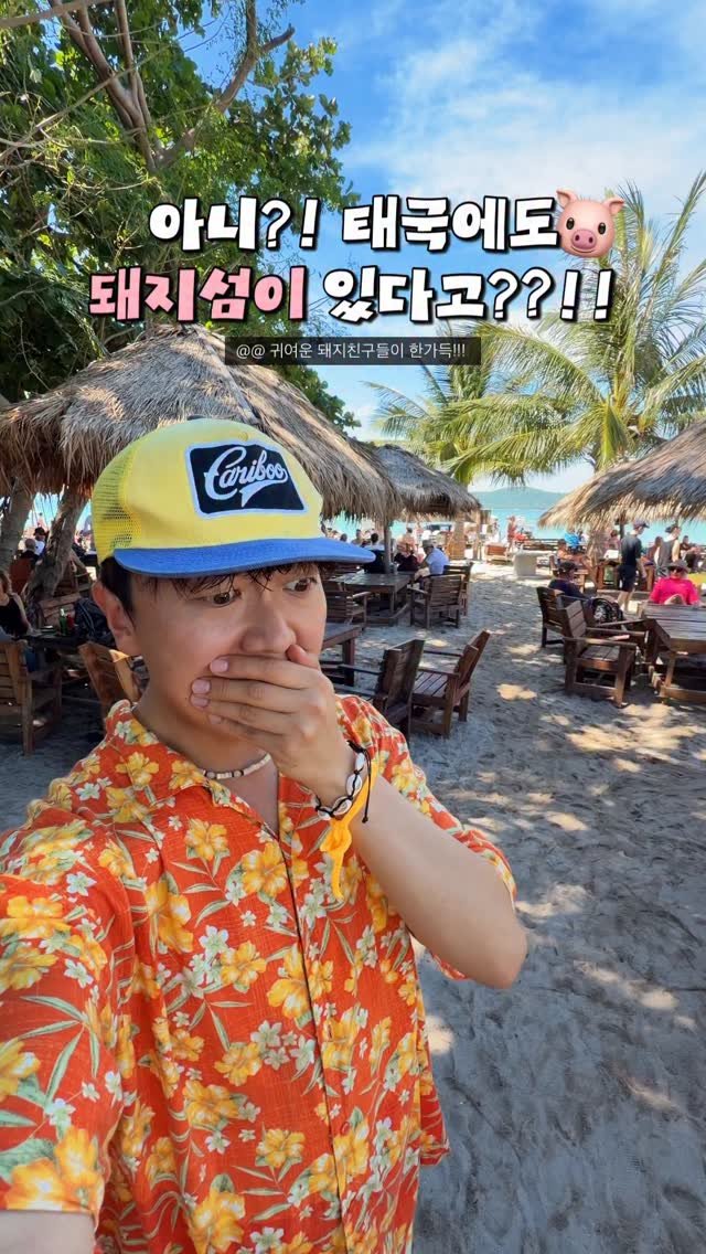 hot_chu 게시물 이미지: 살면서 이렇게 많은 돼지와 아름다운 해변을 동시에 보게 될 줄이야…🫢

사람보다...