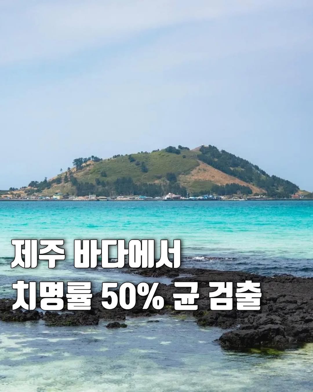hot_plog_ 게시물 이미지: 🦠제주 한림읍 바다에서 첫 검출!

제주 해역에서 올해 처음으로 
비브리오패혈증균이...